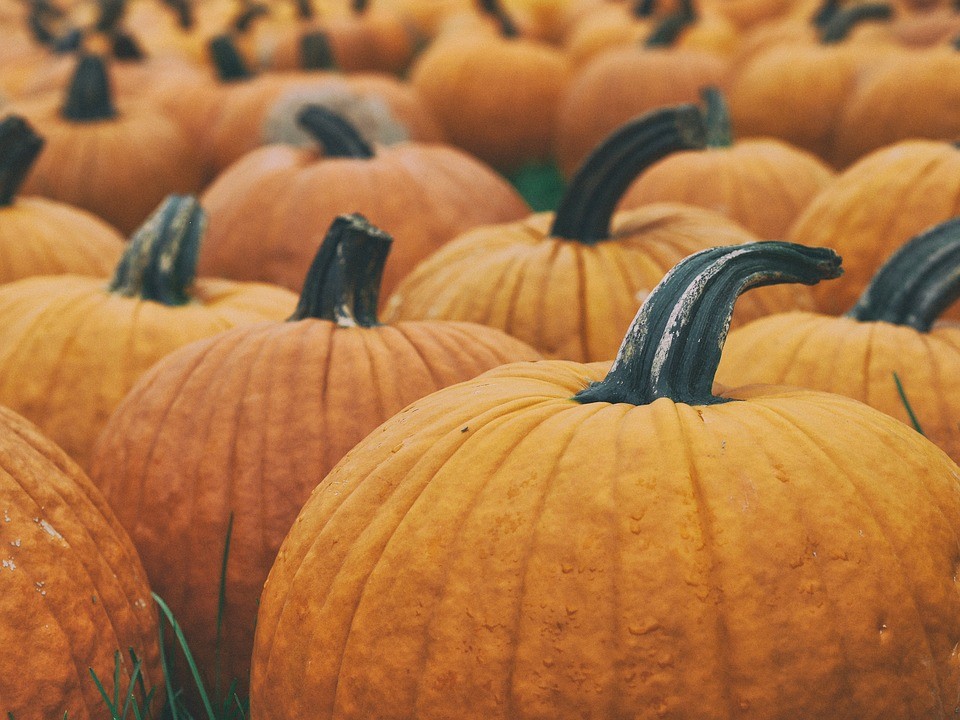 Settembre, mangiare sano: l’arrivo dell’autunno con zucca, cicoria e porri  